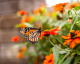 Global warming is impacting Monarch butterflies.
